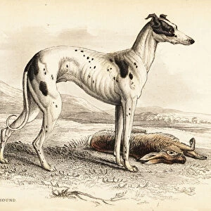 British greyhound, Canis lupus familiaris (Canis leporarius)