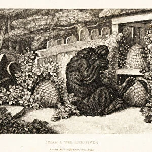 A brown bear attacked by an army of bees. 1811 (etching)