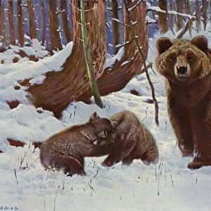 Brown Bear (colour litho)