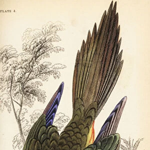 Burrowing parrot or Patagonian conure, Cyanoliseus patagonus