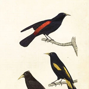 Cacique species and crested oropendola. 1839 (engraving)