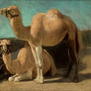 Two Camels, 1853-54 (oil on canvas)