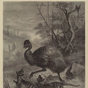 A Chase in the Bush (engraving)