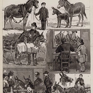 Costermongers Jubilee Pony and Donkey Show at the Peoples Palace, East London (engraving)