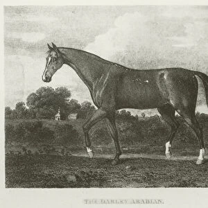 The Darley Arabian, foaled 1702 (b / w photo)