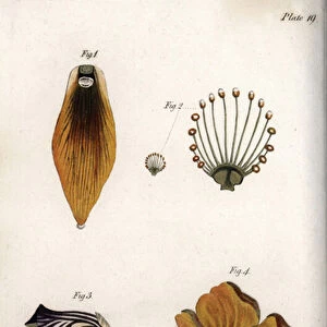 Detailed description of the stem and crown of the fritillary. Coloured copper engraving, illustration by Sydenham Edwards (1768-1819) for Conferences of Botanical, Botanical Garden of Lambeth (England), 1805, by William Curtis (1746-1799)