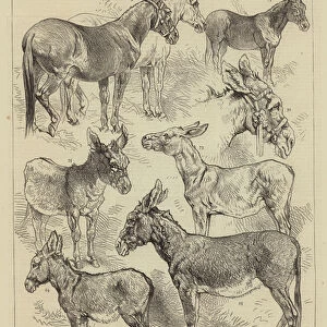 The Donkey Show at the Crystal Palace, some of the Prize Winners (engraving)