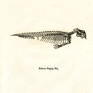 Dugong Skeleton (coloured engraving)