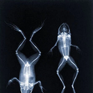 An early X-ray photo of frogs by Joseph Maria Eder. 1896 (photogravure)