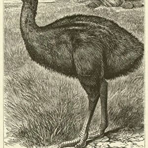 Emeu (engraving)