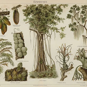 Epiphytes (colour litho)