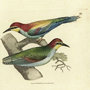 European bee-eater, Merops apiaster. Male and female. Handcoloured copperplate engraving by James Sowerby from The British Miscellany, or Coloured figures of new, rare, or little known animal subjects