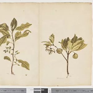 F. 22 Nestegis apetala;Pittosporum bracteolatum, c. 1790-95 (w / c & ink on paper)