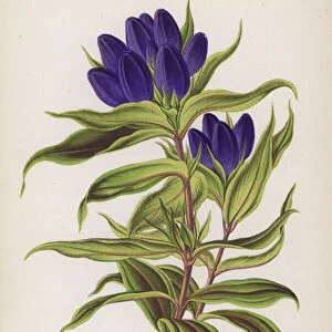 Gentiana Andrewsii (colour litho)