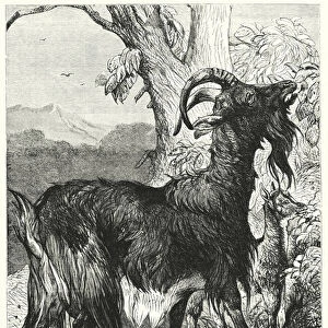 The Goat (engraving)