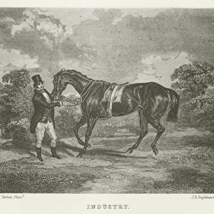 Industry, foaled 1835 (b / w photo)