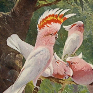 Leadbeaters Cockatoo (colour litho)