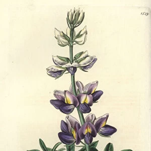 Lupin - Changeable lupinus, Lupinus mutabilis. Handcoloured copperplate engraving by S. Watts after an illustration by Miss Sarah Drake from Sydenham Edwards Botanical Register, Ridgeway, London, 1832