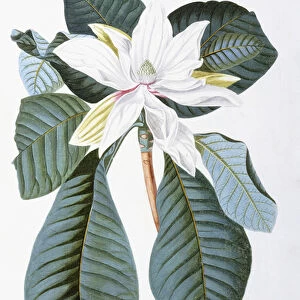 Magnolia, 1750-1773 (hand-coloured engraved plate)
