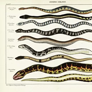 Indian Python