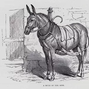 A Mule of the Midi (engraving)