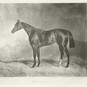 Mundig, foaled 1832 (b / w photo)