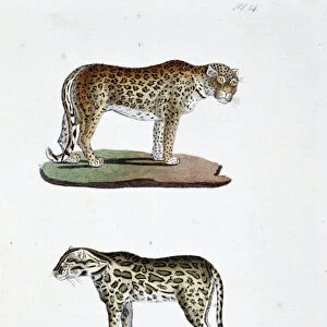 Natural history board: Zoological board representing 1. The Leopard and 2