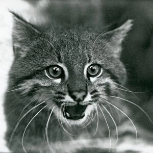 A near threatened Pampas Cat / Pantanal Cat / Colocolo at London Zoo in 1929 (b / w photo)