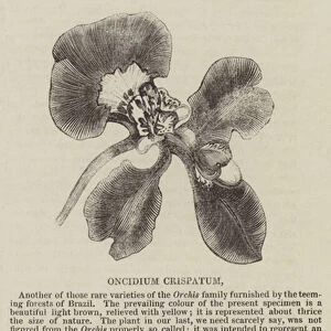 Oncidium Crispatum (engraving)