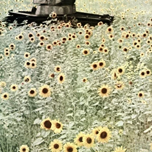 Operation Barbarossa, 1942 (coloured photo)