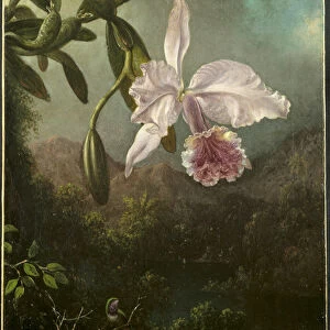 Orchid Blossoms, 1873 (oil on canvas)