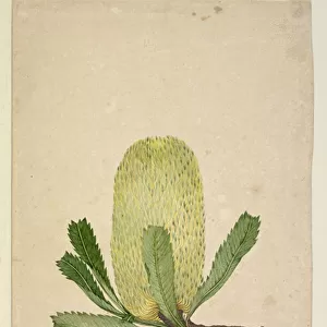 Page 19. Banksia serrata, c. 1803-06 (w / c, pen, ink and pencil)