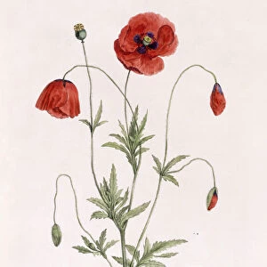 Papaver Rhoeas (Common Poppy), 1811-1818 (hand-coloured lithograph)