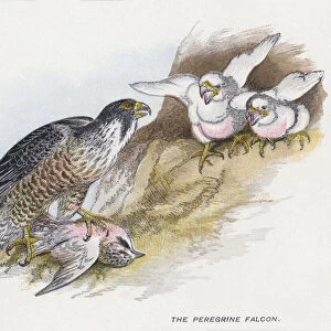 The Peregrine Falcon (chromolitho)