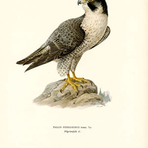 Peregrine Falcon (colour litho)