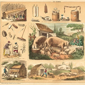 Pig (coloured engraving)