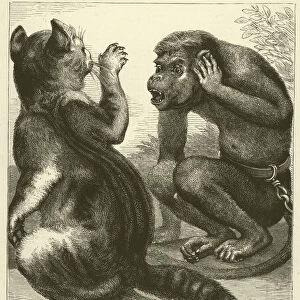 How Pussy astonished the Monkey (engraving)