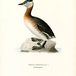 Red-necked Grebe (colour litho)