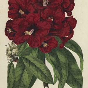 Rhododendron Arboreum (chromolitho)