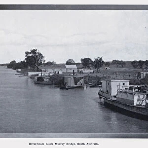 River-boats below Murray Bridge, South Australia (b / w photo)