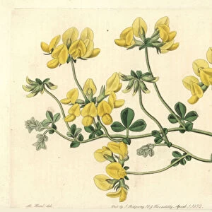 Sand lotus - Sand lotus, Lotus arenarius. Handcoloured copperplate engraving by S. Watts after an illustration by M. Hart from Sydenham Edwards Botanical Register, Ridgeway, London, 1832