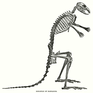 Skeleton of Kangaroo (engraving)