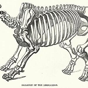 Skeleton of the Rhinoceros (engraving)