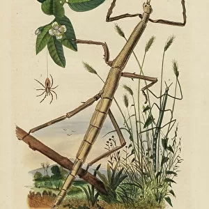 Stick insects or phasmids, 1834-39 (engraving)