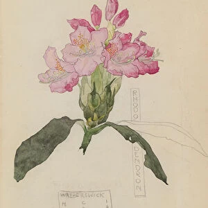 Study of a Rhododendron, 1915 (pencil and w / c on paper)