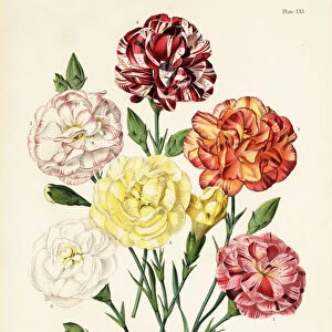 Tree carnation varieties, Dianthus caryophyllus: Ariadne 1, Beauty 2, Garibaldi 3, Perfection 4, Queen of Whites 5, Queen of Yellows 6