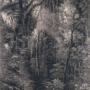 View of the Gorge above Apia, Upolu, Western Samoa, 1877 (charcoal on paper)