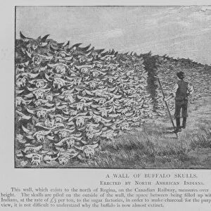 A Wall of Buffalo Skulls (engraving)