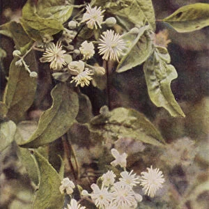 Wild flowers: Wild Clematis (colour photo)