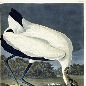 Wood Ibis, 1834 (hand-coloured etching with aquatint engraving)